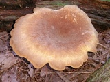 Tapinella atrotomentosa image
