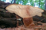 Tapinella atrotomentosa image