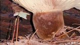 Tapinella atrotomentosa image