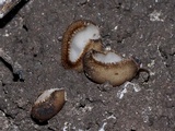 Trichophaea hemisphaerioides image