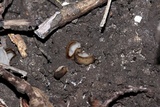 Trichophaea hemisphaerioides image