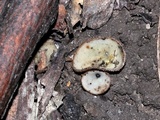 Trichophaea hemisphaerioides image
