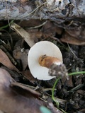 Gyroporus castaneus image