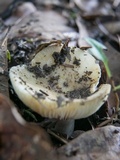 Russula farinipes image