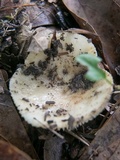 Russula farinipes image