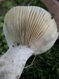 Russula farinipes image