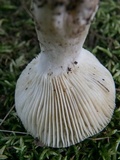 Russula farinipes image