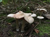 Entoloma rhodopolium image