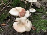 Entoloma rhodopolium image