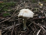 Entoloma rhodopolium image