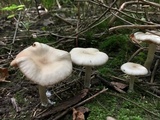 Entoloma rhodopolium image