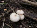 Entoloma rhodopolium image