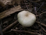 Entoloma rhodopolium image