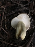 Russula pulverulenta image