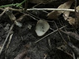 Trichophaea hemisphaerioides image