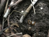 Trichophaea hemisphaerioides image