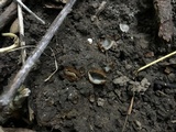 Trichophaea hemisphaerioides image