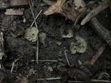 Trichophaea hemisphaerioides image