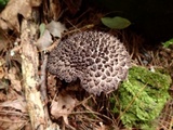 Strobilomyces confusus image