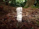 Hypomyces hyalinus image