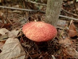 Suillus spraguei image