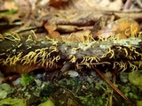 Calocera cornea image