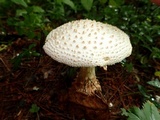 Amanita subcokeri image