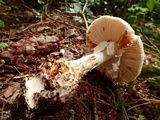 Amanita subcokeri image