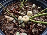 Leucocoprinus tricolor image