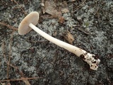 Amanita sect. Vaginatae image