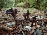 Craterellus fallax image