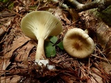 Ampulloclitocybe clavipes image