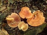 Lactarius peckii image
