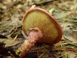 Suillus spraguei image