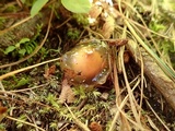 Calostoma cinnabarinum image