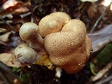 Pseudoboletus parasiticus image