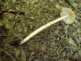 Amanita sect. Vaginatae image