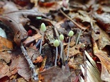 Mycena chloroxantha image