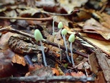 Mycena chloroxantha image