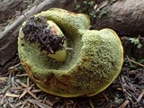 Gastroboletus turbinatus image