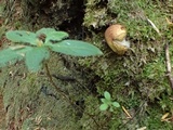 Gastroboletus turbinatus image