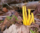 Clavulinopsis fusiformis image