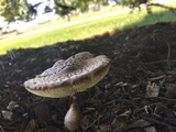 Leucoagaricus americanus image