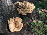 Bondarzewia berkeleyi image