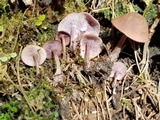 Baeospora myriadophylla image
