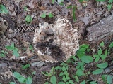 Meripilus sumstinei image