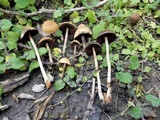 Lacrymaria hypertropicalis image