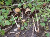 Lacrymaria hypertropicalis image