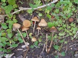 Lacrymaria hypertropicalis image