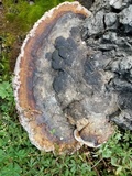Fomitopsis schrenkii image